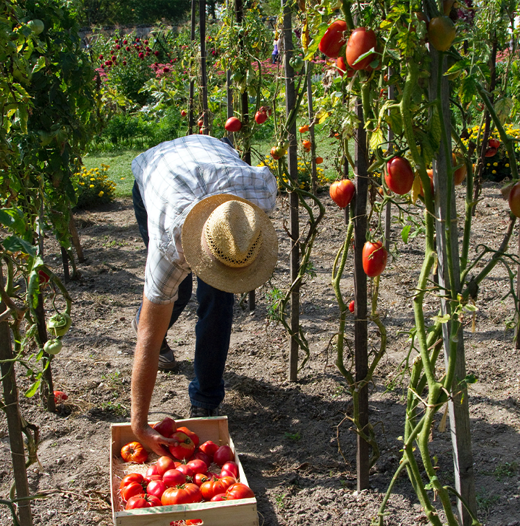 Lokale producent van tomaten