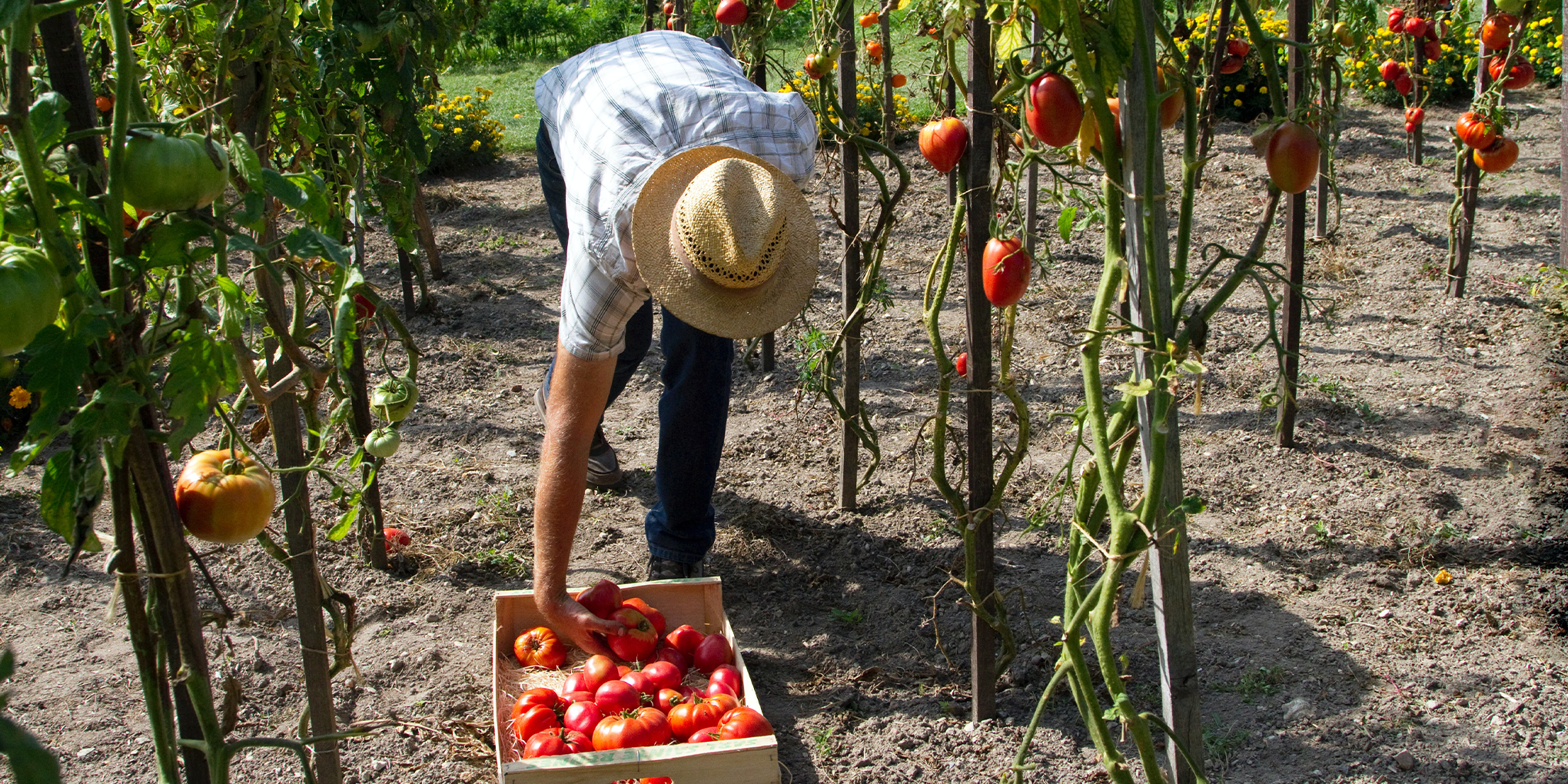 Lokale producent van tomaten