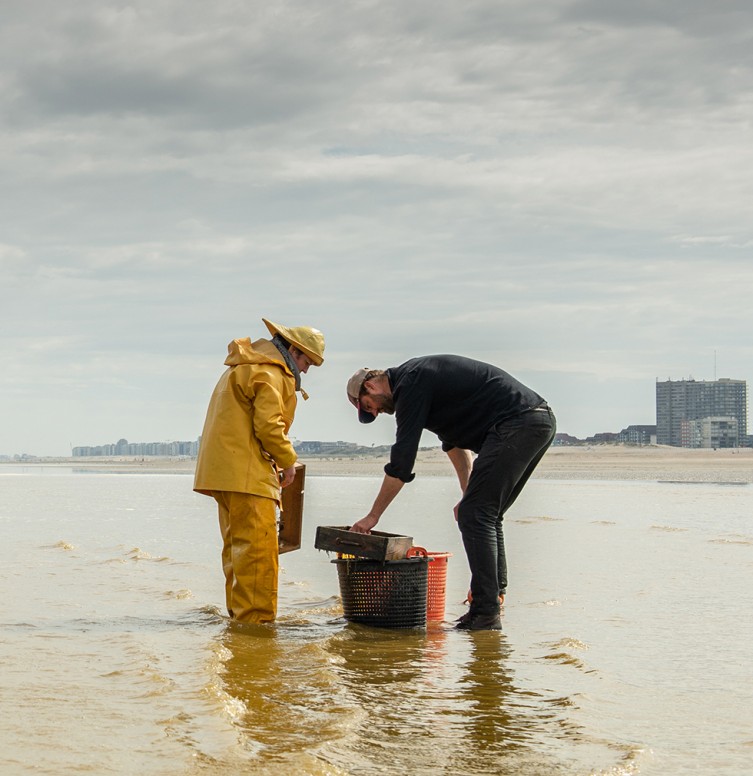Le chef étoilé Willem Hiele et un pêcheur local examinent la qualité des crevettes de la mer du Nord.
